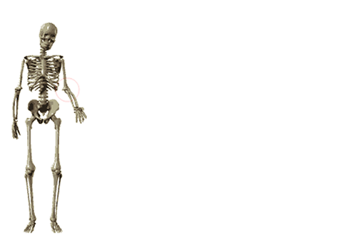 skeleton interface